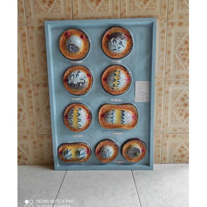 

penampang mitosis alat peraga pendidikan model penampang mitosis
