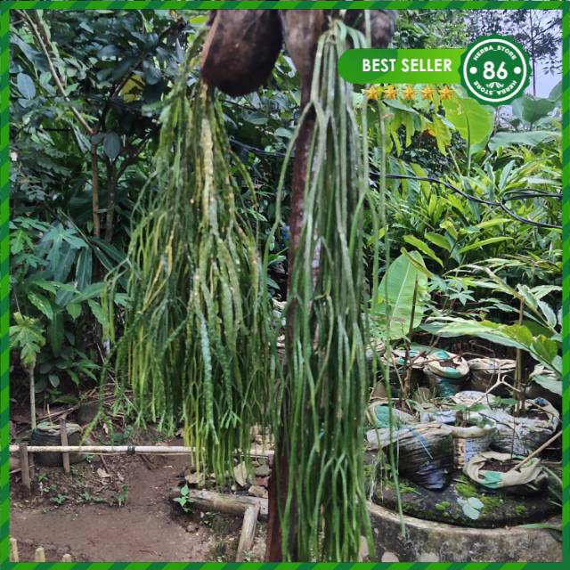 Tanaman Hias Kumpay sisik