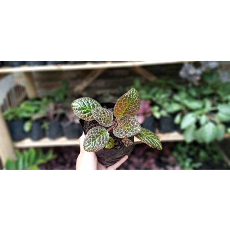 Episcia Karlyn Bunga Merah