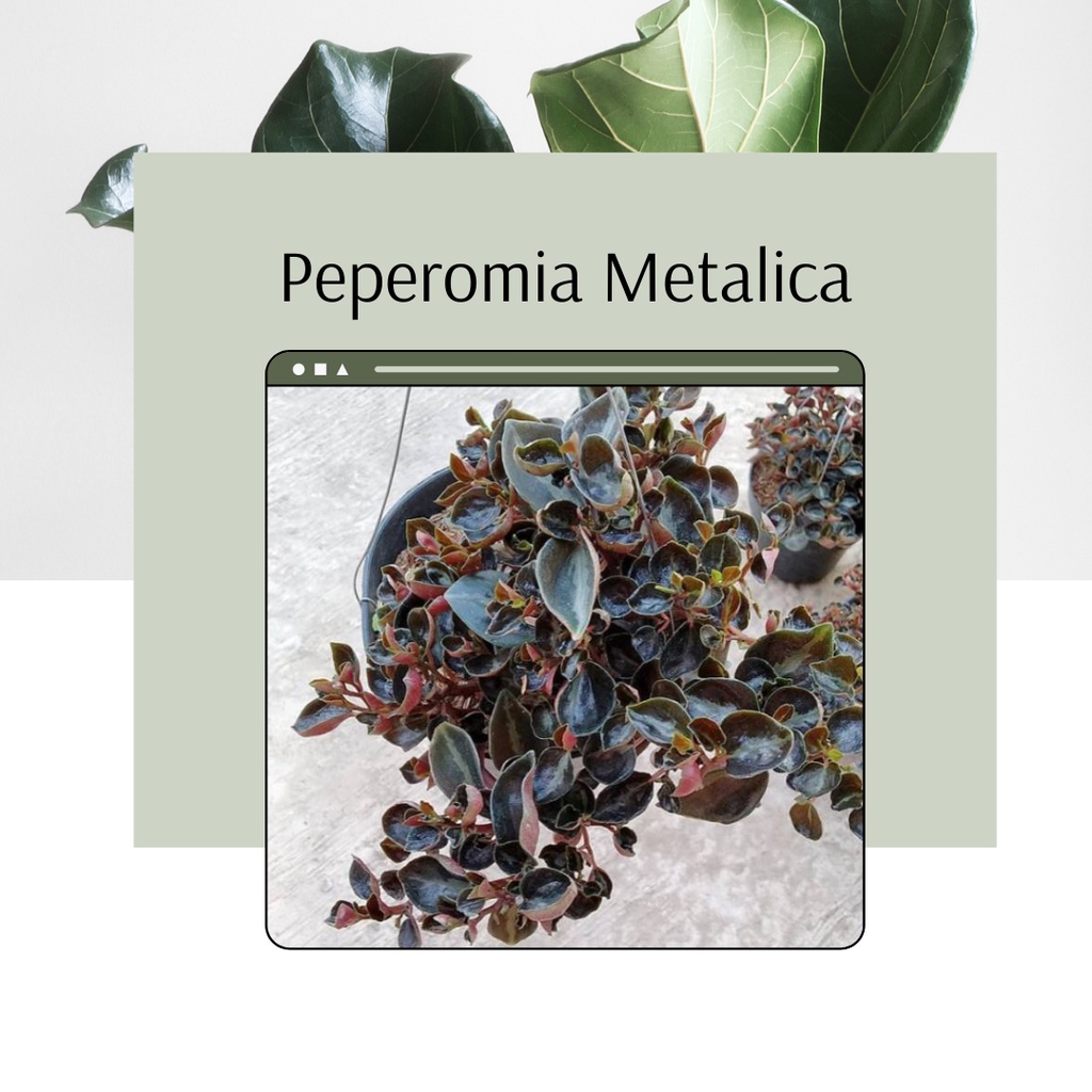Tanaman Hias Peperomia Columbia Metalica Bunga Metalica Peperomia Columbia Metalica