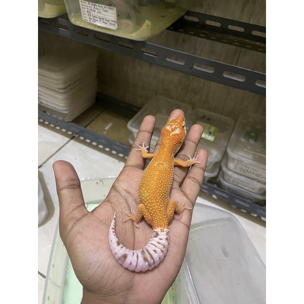 Leopard Gecko Male Tremper Enigma Cakep No. 795