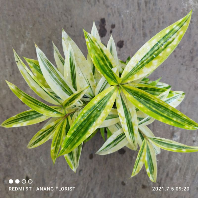 bambu drasena/bambu kuning rimbun tanaman hias