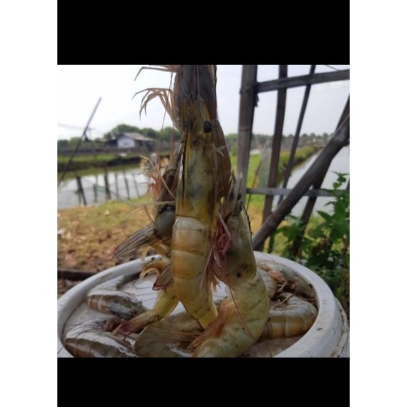 

Udang fresh makan beku frozenfood murah enak