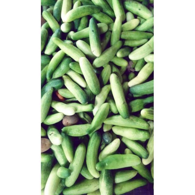 

timun segar (bisa untuk lalapan )