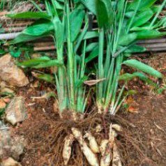 Bibit umbi garut- irut dewasa