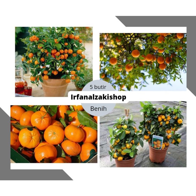 biji bibit Benih buah jeruk Mandarin Ponkam Manis F1 import / jeruk Santang madu mudah tumbuh / pot bunga / cod