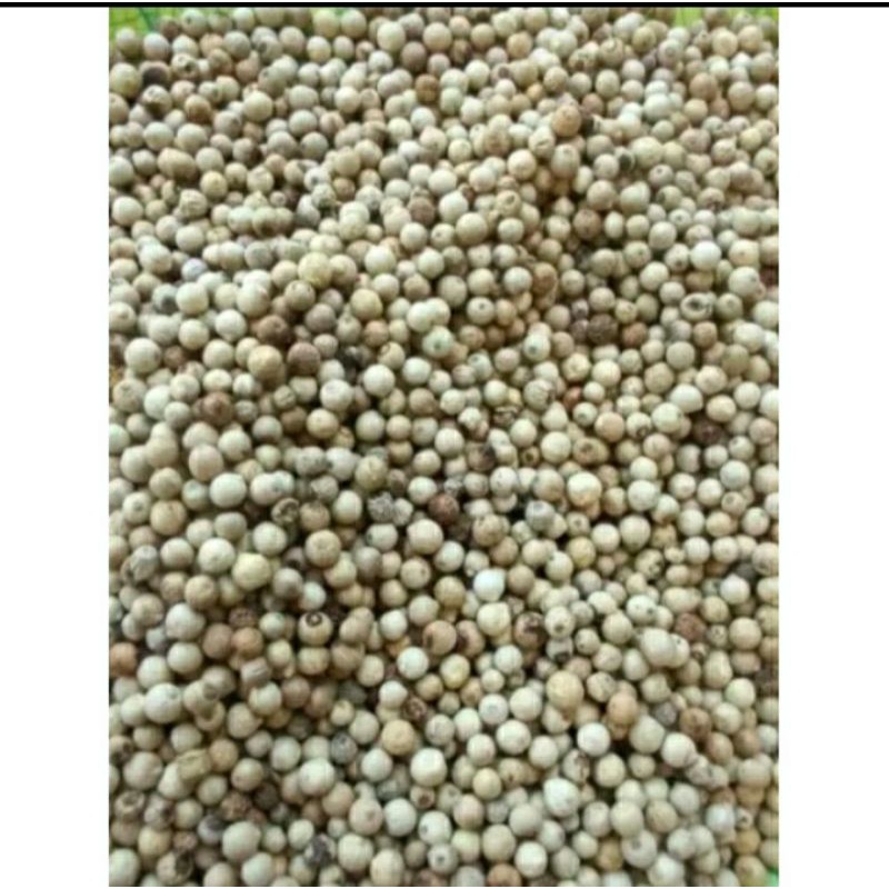 

Lada Biji Super Bagus Promo 1/2 ons