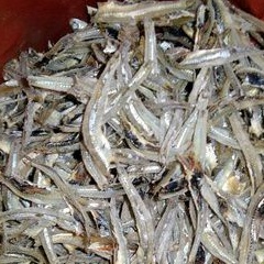 

ikanterikacang/belah#ikanterimedan