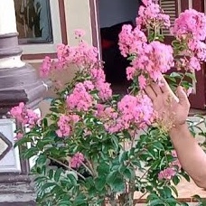 sakura lokal