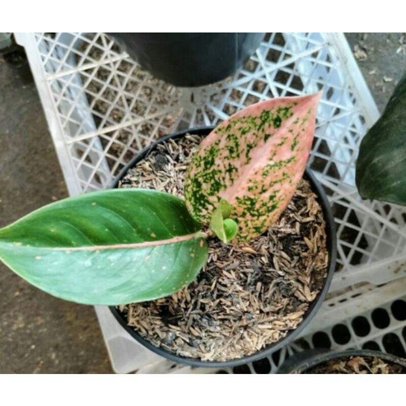 bibit anakan aglonema stardust orange