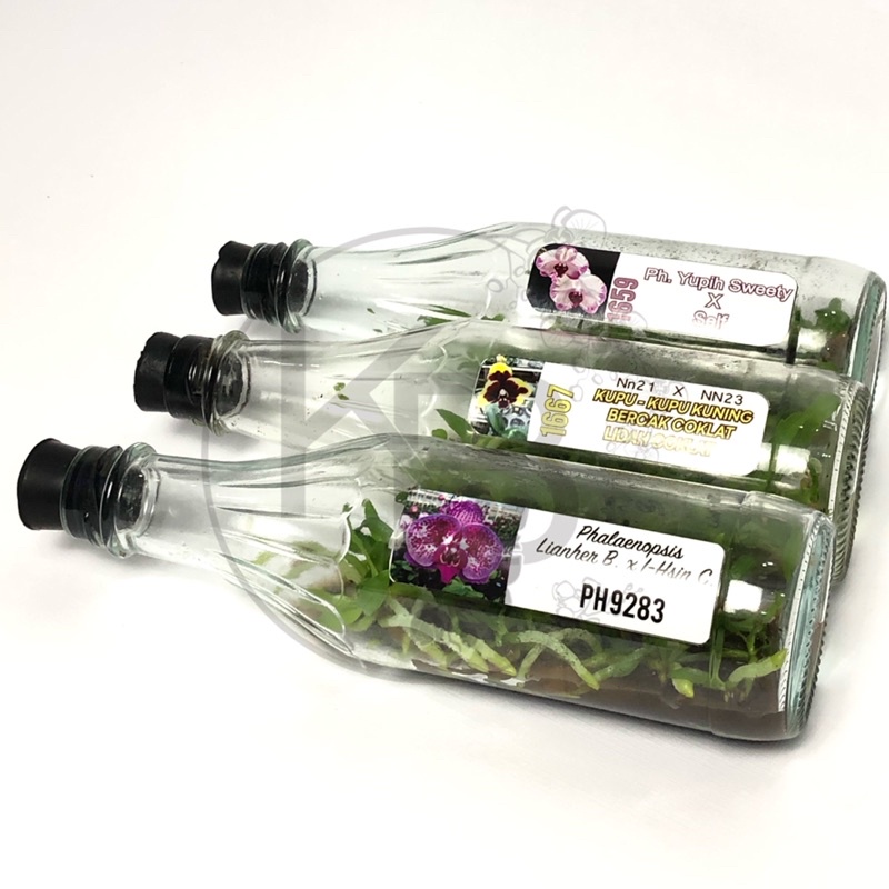 Bibit Anggrek Bulan Botolan | Anggrek Bulan Botol