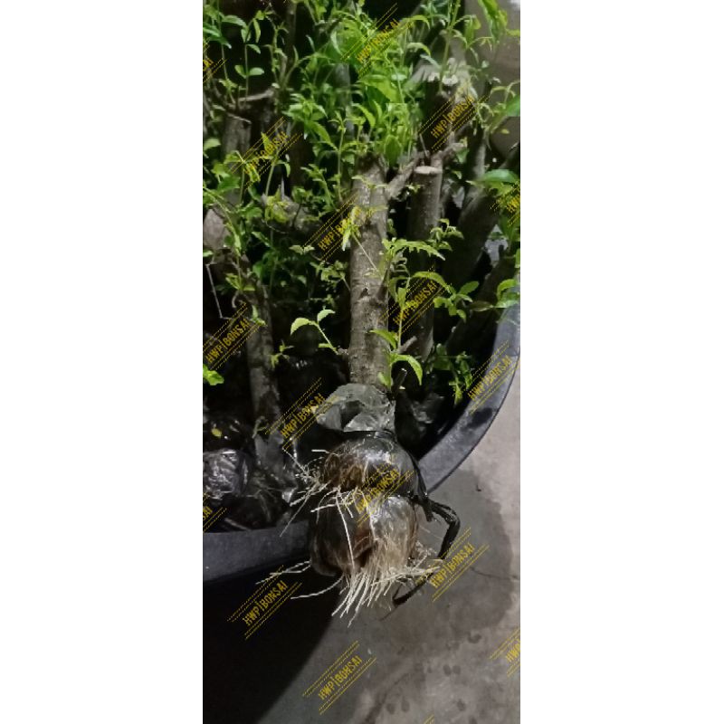 Anting Putri Bahan Bonsai (Cangkok)
