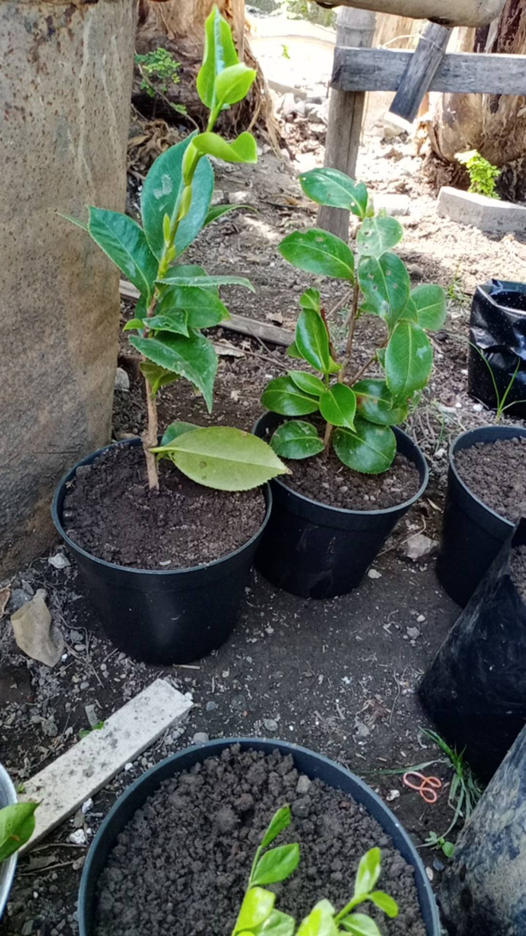 Bibit Bunga Camelia Supermurah