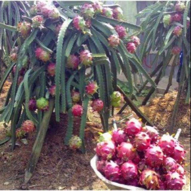 

buah naga banyuwangi