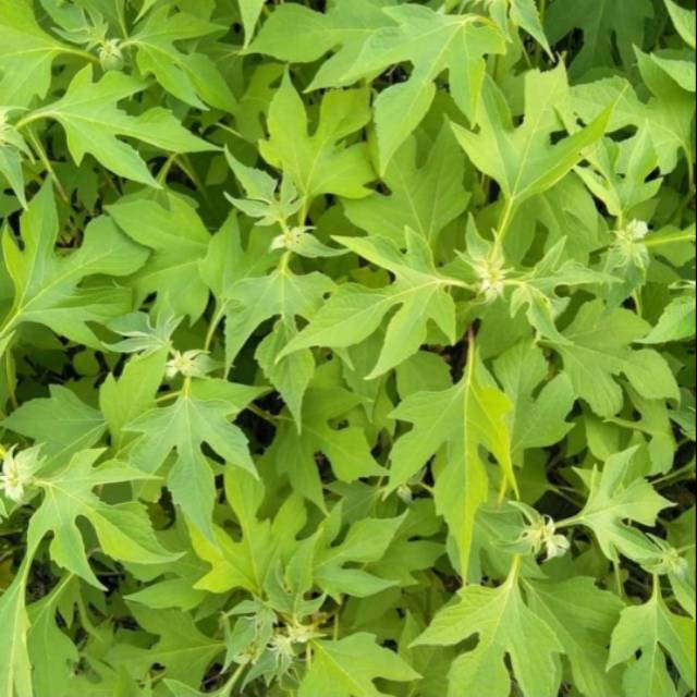 

Daun insulin segar 500 gram