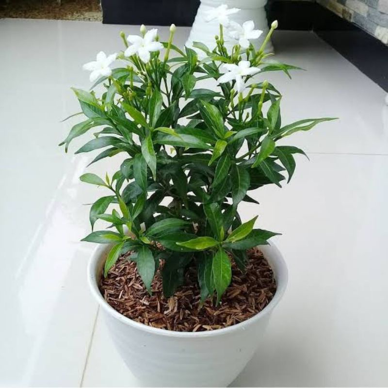 tanaman hias cantik,,,rombusa mini bunga putih mudah perawatan
