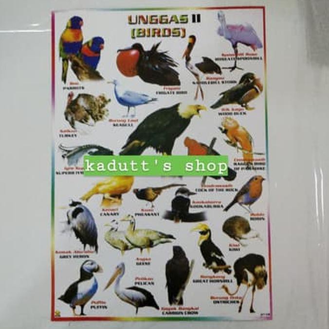 94 Gambar Burung Dan Namanya Terbaik