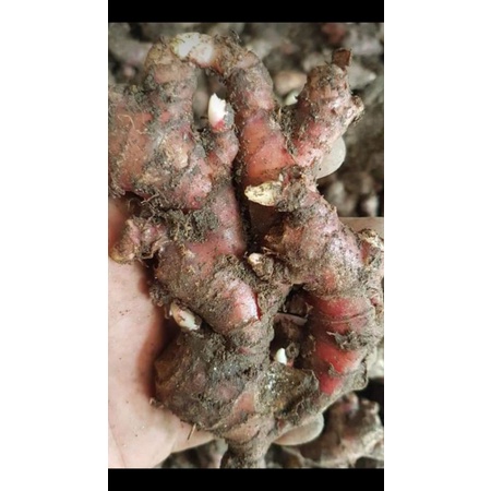 

Jahe Merah 1kg termurah