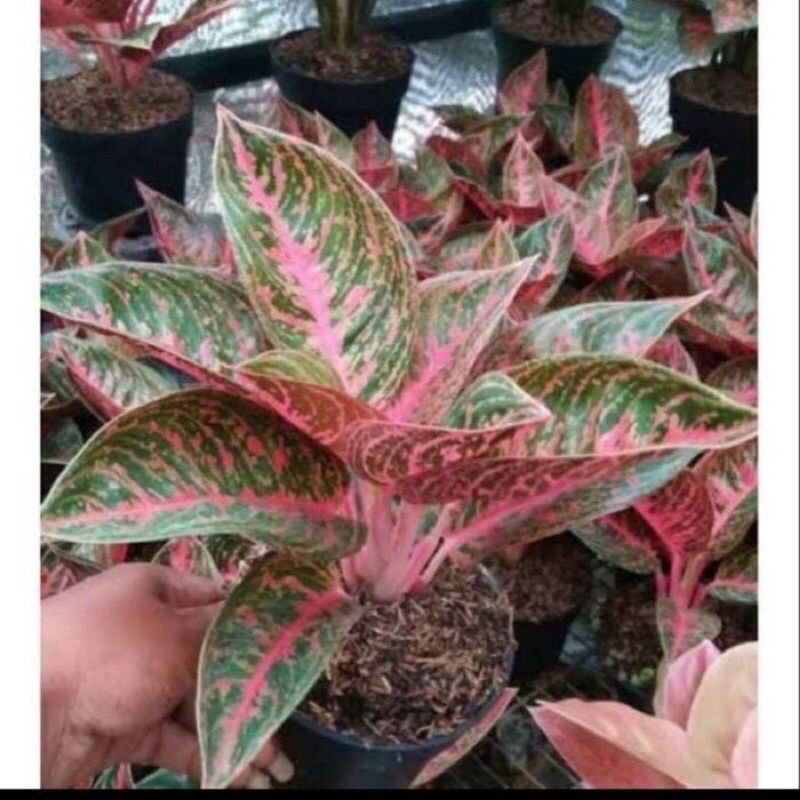 Promo bibit aglonema reanita surya daun1-3