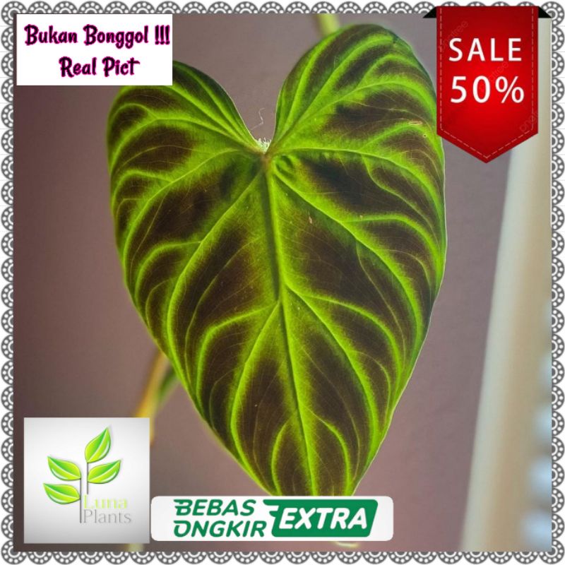 Tanaman hias philodendron verucosum - philodendron verucosum