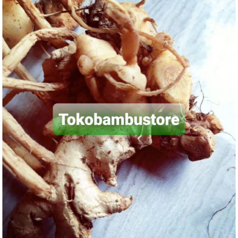 

Rimpang bangle segar 500 gram / umbi bangle-az