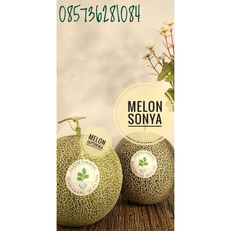 

Buah Melon Organik