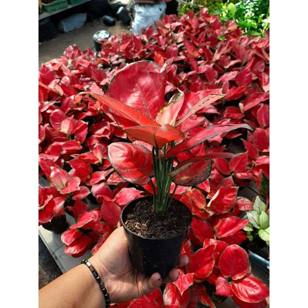 Tanaman hias aglonema red anjamani aglaonema red anja bunga hias aglonema red anjamani murah kualita
