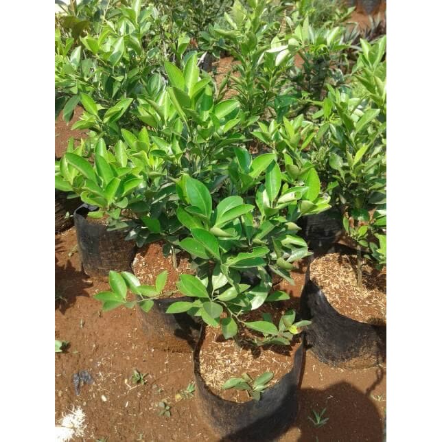 Bohobliss01 Tanaman Jeruk Limo - Pohon Limo - Limo - Jeruk Limo