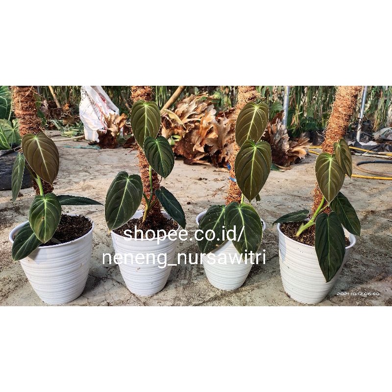 Melanochrysum /Philodendron melano