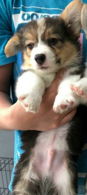 jual australian shepherd