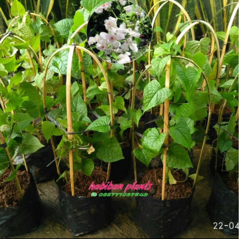 Tanaman bunga air mata pengantin putih