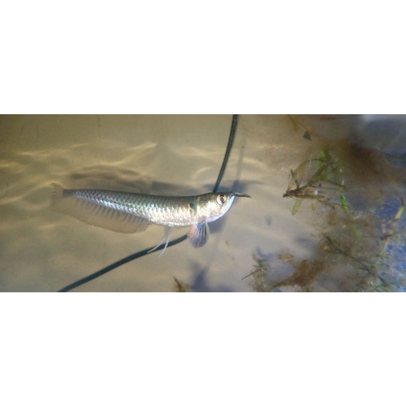 arwana silver brazil 9-10cm
