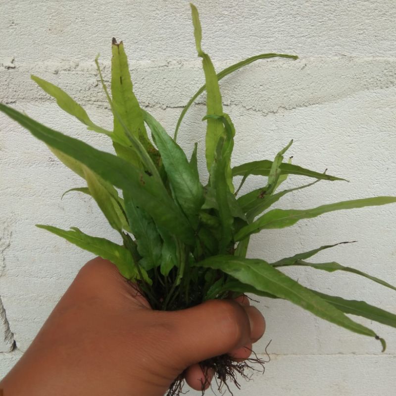 Microsorum Narrow Tanaman Aquascape - Kadaka Narrow Hiasan Aquarium