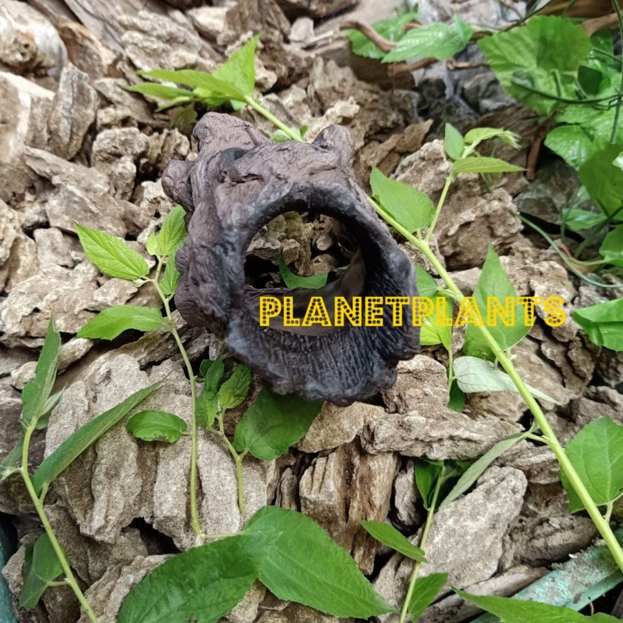 HIASAN HIDING CAVE BASKING POHON FULL RESIN AQUARIUM AQUASCAPE