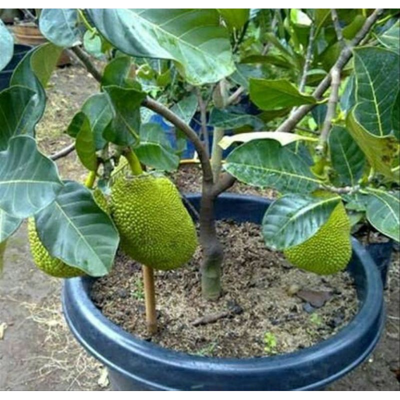 

paket 1 batang nangka madu