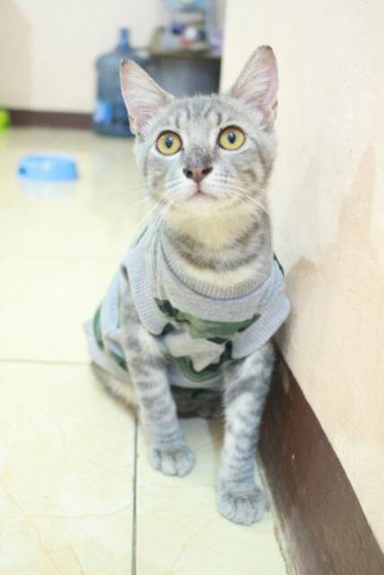 Kaos rip abu motif army strip untuk kucing dan anjing / baju kucing murah size S M L XL