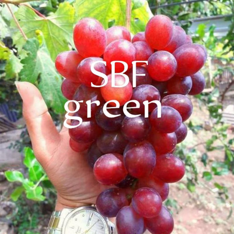 BIBIT ANGGUR IMPORT NINEL (asli grafting) Bibit Anggur Stek/Grafting  Bibit Anggur Murah