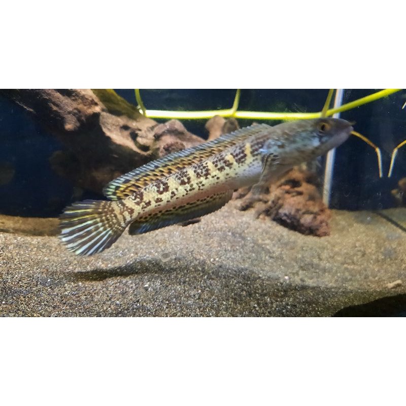 Channa auranti 14cm sortiran Grade A+