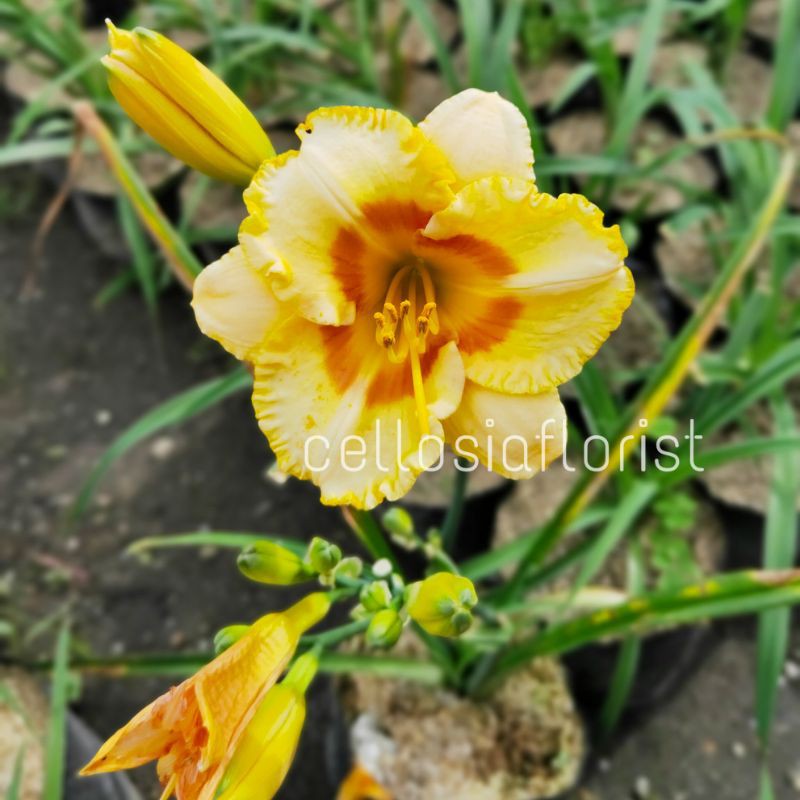 Tanaman Hias Bunga Lily Bangkok Kuning (Sudah Berbunga)