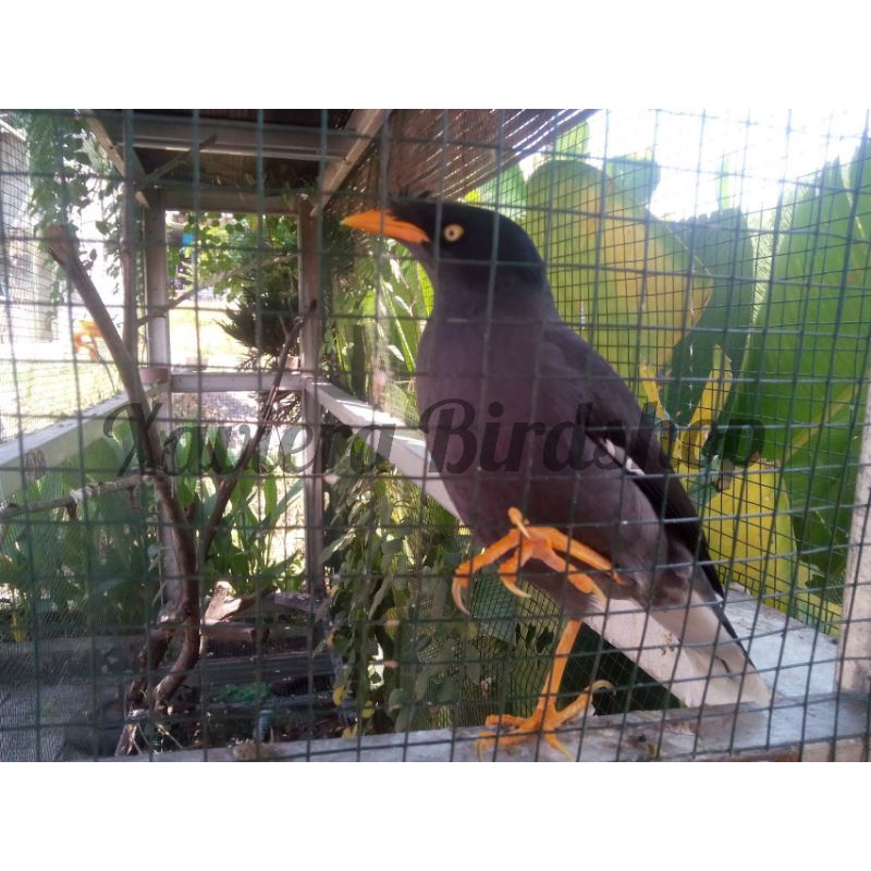 Burung Jalak Kebo