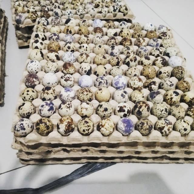 

Ready Telur Puyuh, stok banyak y