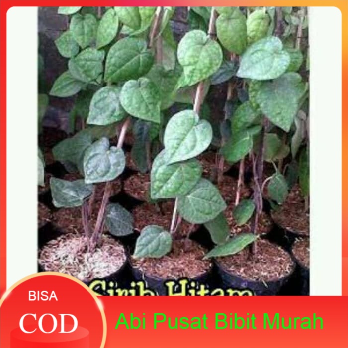 Tanaman Sirih Hitam