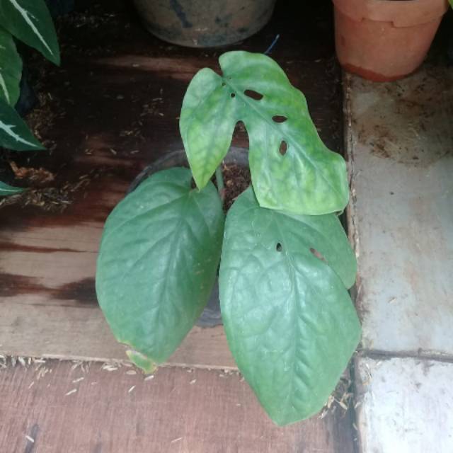 Pohon Monstera Amydrium Medium Shopee Indonesia