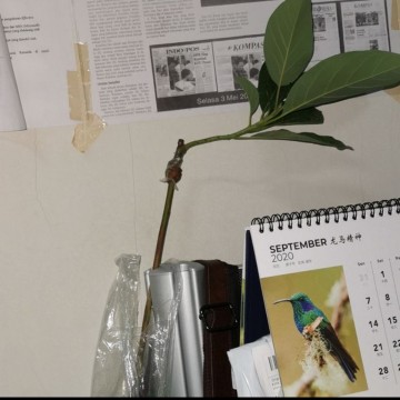 Bibit Buah Alpukat Aligator - Tinggi 70cm