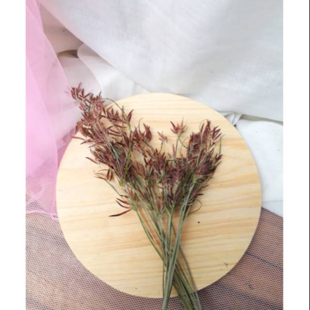 Rumput teki kering / rumput kering / bunga kering / dried flower