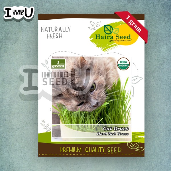 Haira Seed Bibit-Biji Cat Grass Organik