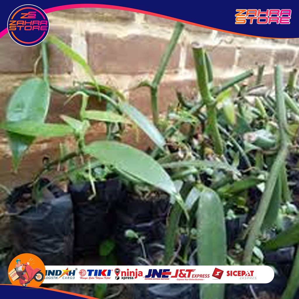 

BIBIT VANILI ASAL STEK Siap Tanam Vanilli Vanila Vanilla Beans Paneli