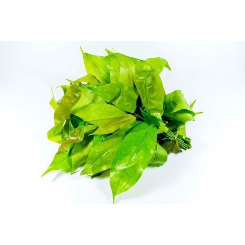 

DAUN MELINJO MUDA SEGAR | DAUN PUCUK MELINJO LANGSUNG PETIK (500g)