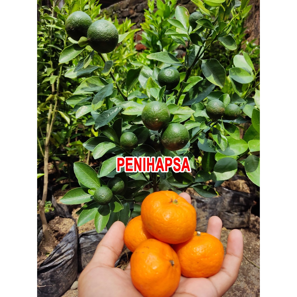 Bibit Jeruk Santang Madu Berbuah Sudah Besar
