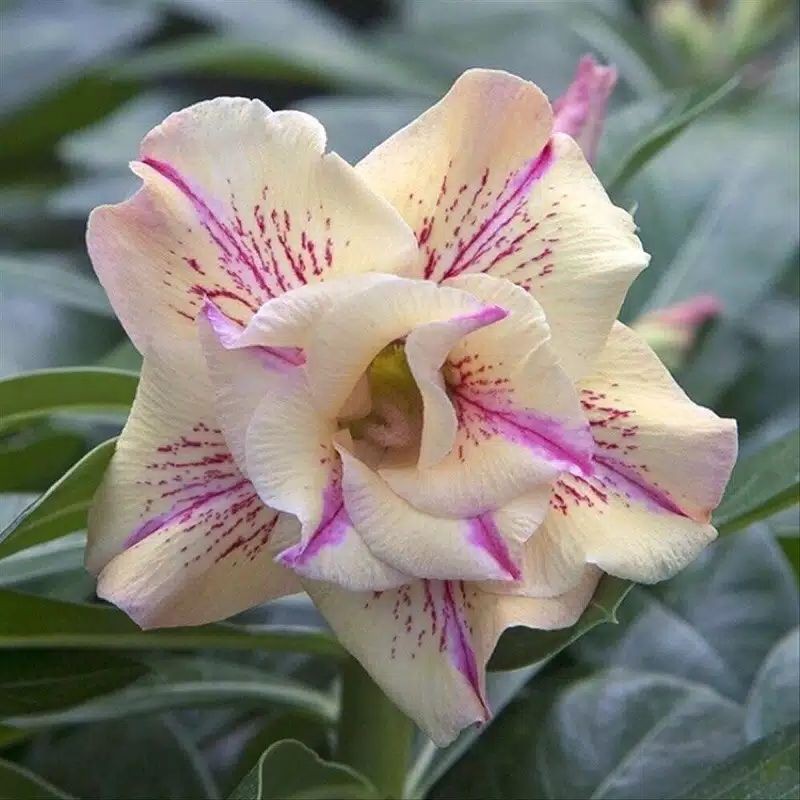 Biji Bunga Adenium Fragrance